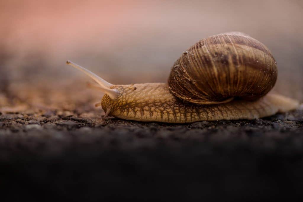 Photo by Alex Blăjan
